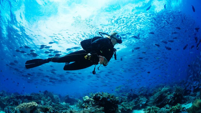 scuba diver in a school of fish