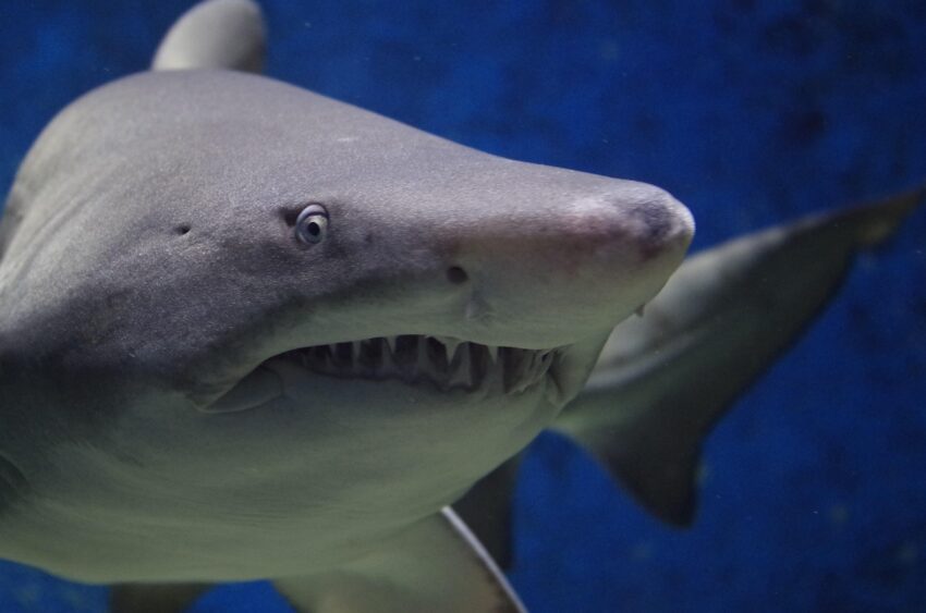 swimming great white shark