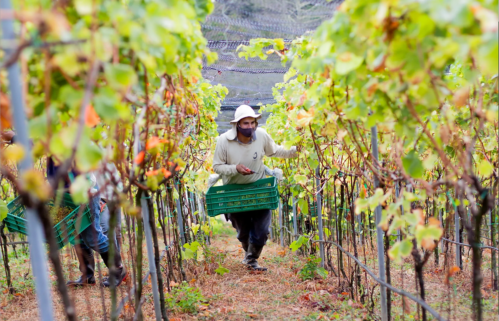 wineries in costa rica, don julio