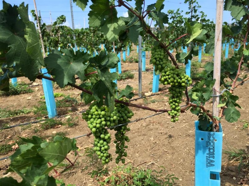 Curacao Island winery - view of the vines
