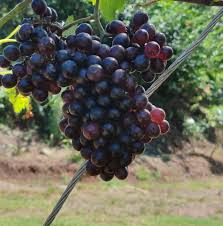 costa rica wineries, red grapes on vine