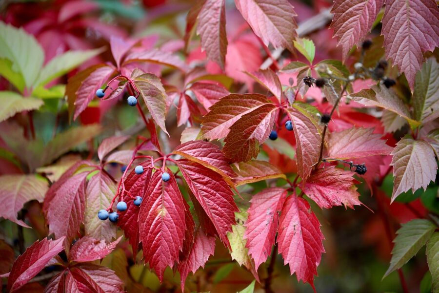 red leaf grape vine, micro vineyards