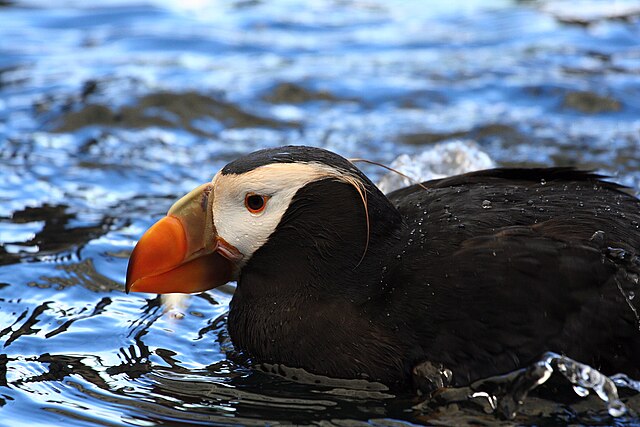 Alaska SeaLife Center, tufted puffin, Seward, Alaska
